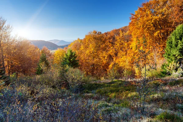 Гірський пейзаж з барвистим лісом — стокове фото