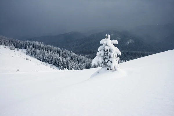 Träd täckta med rimfrost i bergen. — Stockfoto
