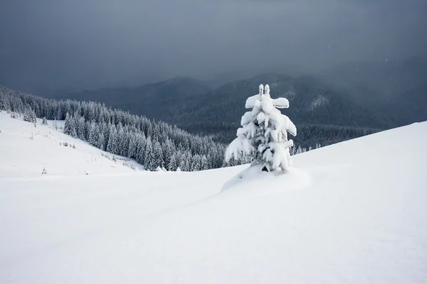 Stromy pokryté jinovatka v horách. — Stock fotografie