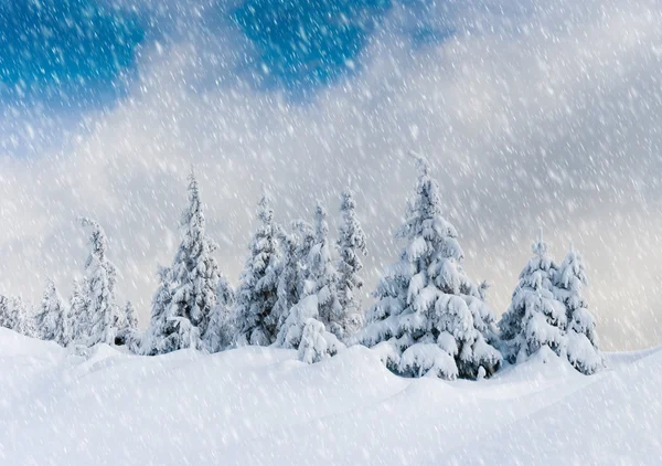 Winter bomen — Stockfoto