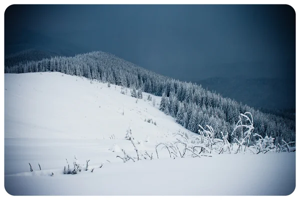 Alberi ricoperti di brina nelle montagne. — Foto Stock