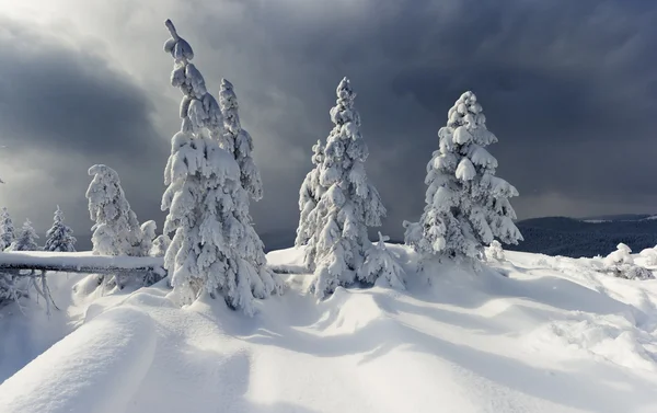 Trees covered with hoarfrost in mountains. Stock Photo