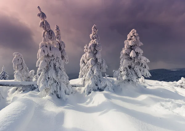 Winter trees Royalty Free Stock Images