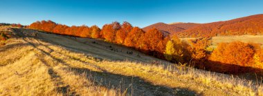 dağ manzarası ile renkli orman