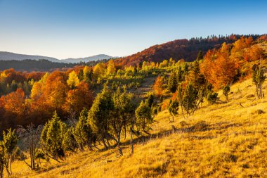 dağ manzarası ile renkli orman