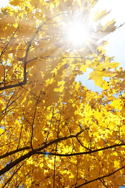 Красочные листья на ветках — стоковое фото