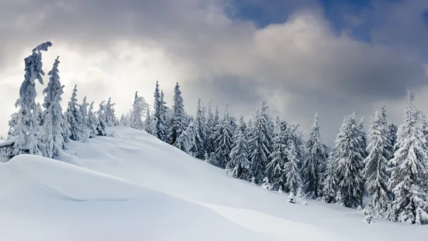 Winter bomen — Stockfoto