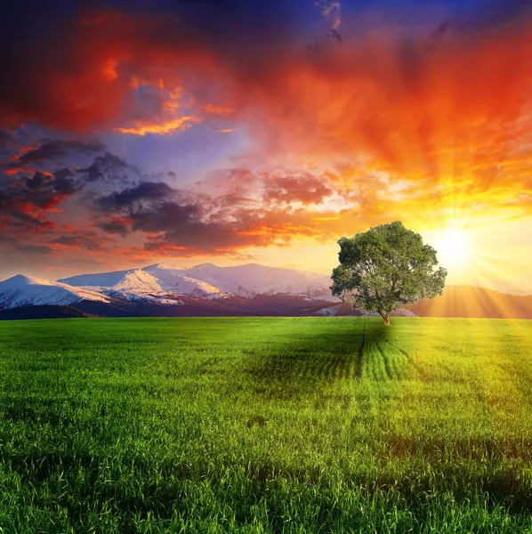 Baum auf der grünen Wiese — Stockfoto