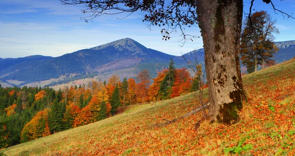 Paesaggio d'autunno — Foto Stock