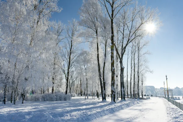 Landschap met besneeuwde bomen — Stockfoto