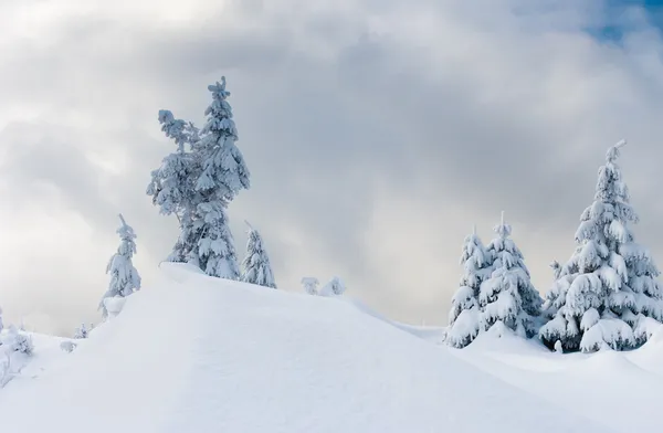 Árboles de invierno — Foto de Stock