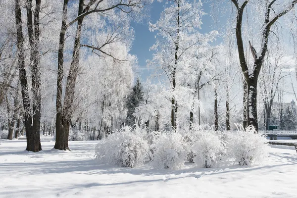 눈덮인 숲으로 뒤덮인 풍경 — 스톡 사진