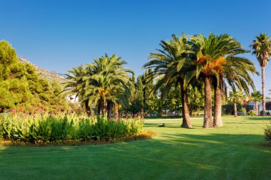 tropikal Hindistan cevizi avuç içi