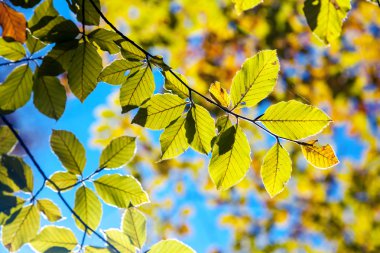 yaprakları ve dalları üzerinde