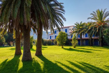 tropikal Hindistan cevizi avuç içi.