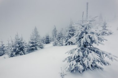 Muhteşem kış manzarası