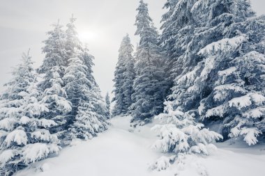 Muhteşem kış manzarası