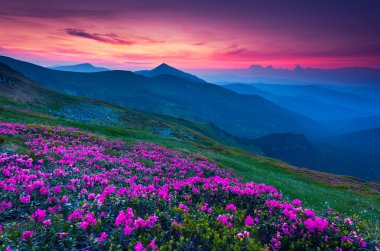 pembe ormangülü çiçek yaz dağ