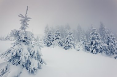 Muhteşem kış manzarası