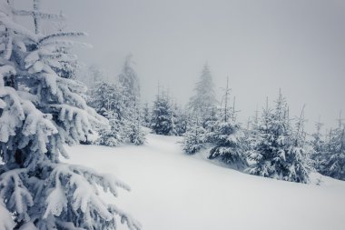 Muhteşem kış manzarası