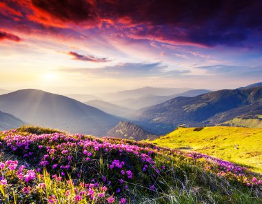 pembe ormangülü çiçek yaz dağ