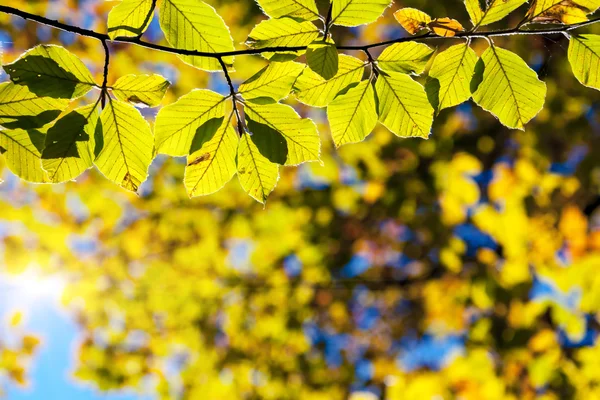 Kleurrijke bladeren op de takken — Stockfoto