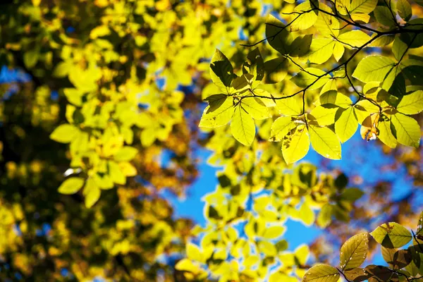 Folhas nos ramos na floresta de outono — Fotografia de Stock