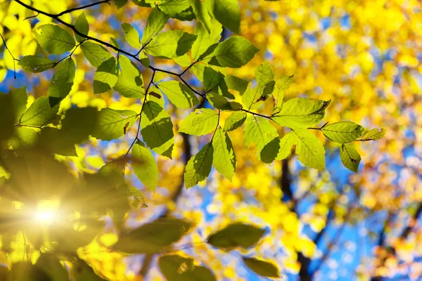 Folhas nos ramos na floresta de outono — Fotografia de Stock