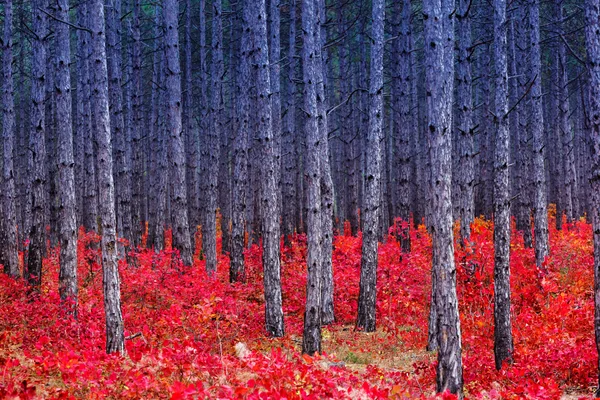 Fantástico bosque con cotinus coggygria —  Fotos de Stock