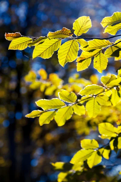Heldere kleurrijke bladeren op de takken — Stockfoto