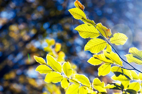 Folhas coloridas nas filiais — Fotografia de Stock