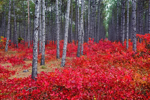 Les s cotinus coggygria — Stock fotografie