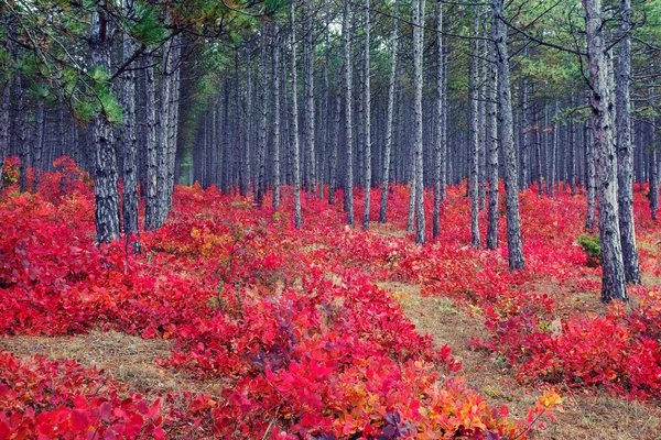 Fantastic forest with Cotinus coggygria. - Stock-foto