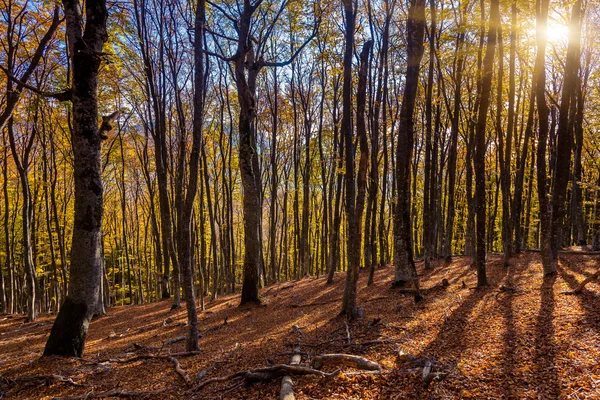Осенний лес красочные утром. — стоковое фото
