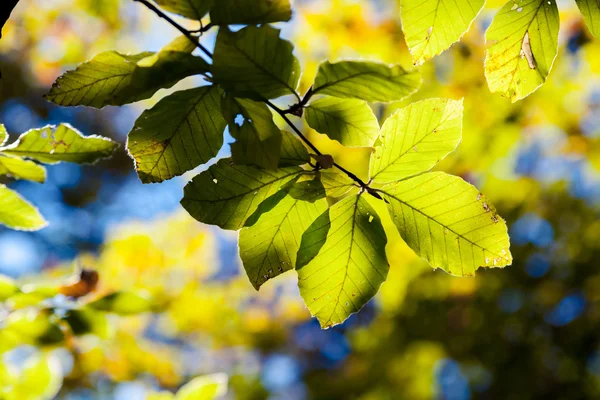 Heldere kleurrijke bladeren in de herfst bos. — Stockfoto