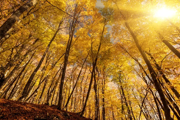 Ochtend herfst kleurrijke bos. — Stockfoto