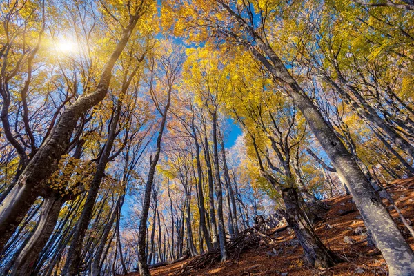 Sabah sonbahar renkli orman. — Stok fotoğraf