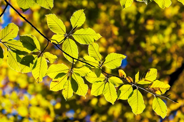 Heldere kleurrijke bladeren in de herfst bos. — Stockfoto