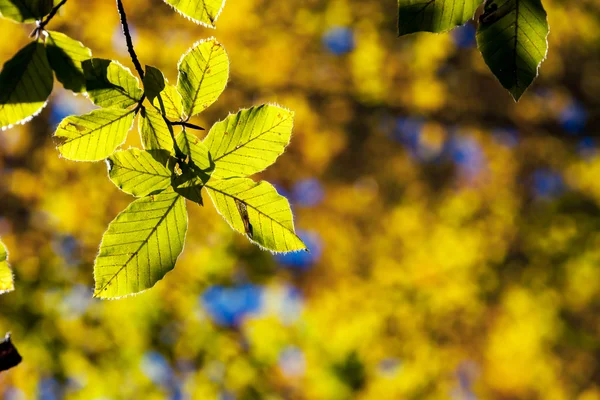 Foglie colorate luminose nella foresta d'autunno. — Foto Stock