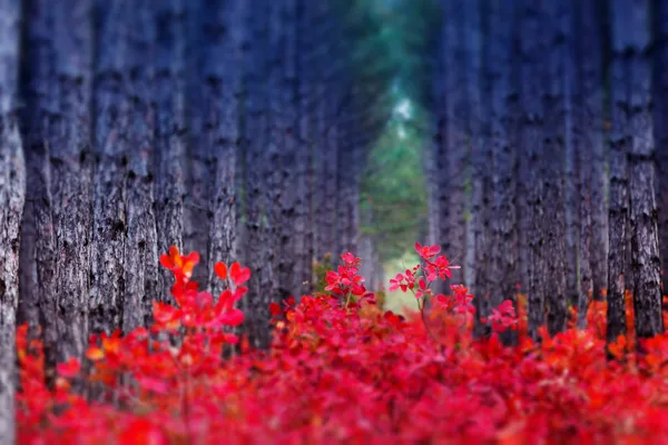 Forêt fantastique avec cotinus coggygria. — Photo