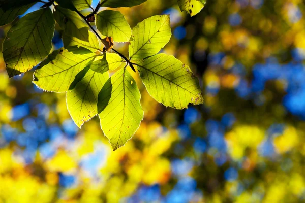 明亮多彩的树叶在秋天的森林中. — 图库照片