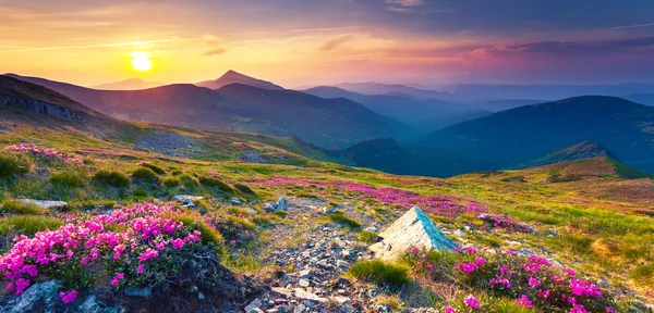 Pembe ormangülü çiçek yaz dağ. — Stok fotoğraf