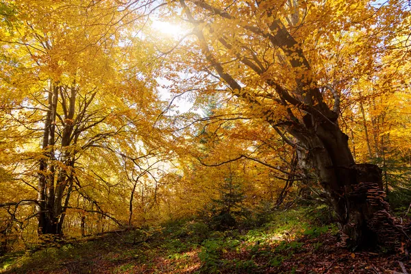 Kleurrijke herfstbladeren in het bos. — Stockfoto