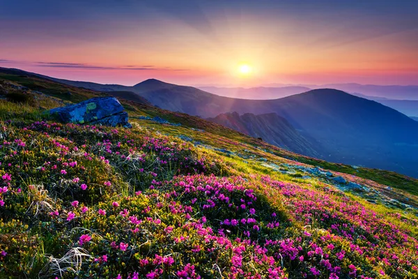 Pink rhododendron flowers on summer mountain — Stock Photo, Image