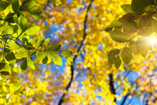 Цветные листья в осеннем лесу. — стоковое фото