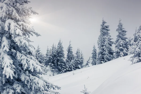 美丽的冬季风景 — 图库照片