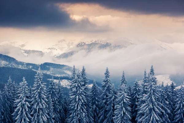 Fantástico paisaje de invierno. —  Fotos de Stock