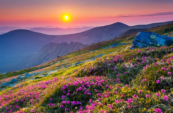 Розовые цветы рододендрона на летней горе — стоковое фото