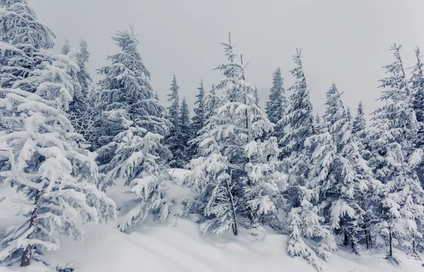 Fantástico paisaje de invierno —  Fotos de Stock