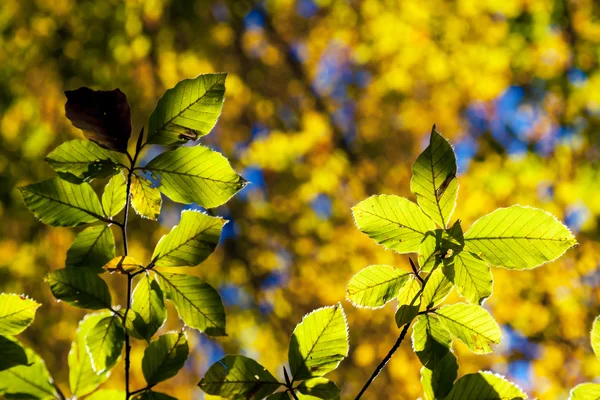 秋の森の紅葉. — ストック写真